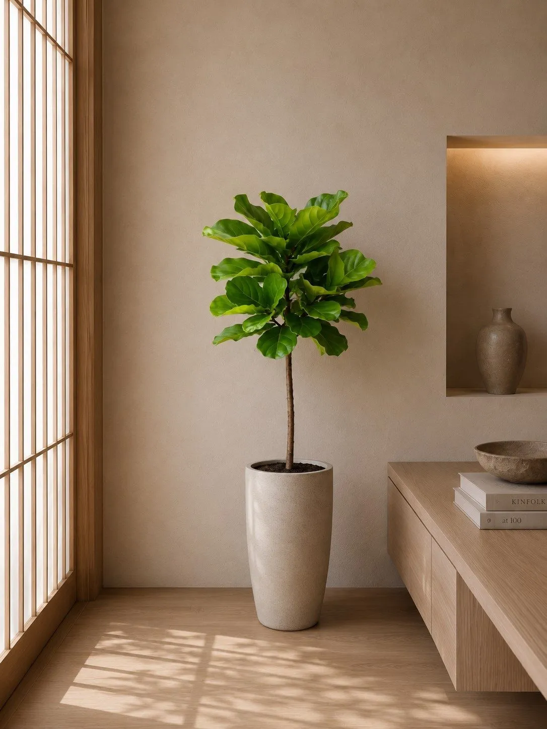 Ficus Lyrata stam - 130 cm Ficus Lyrata stam - 130 cm