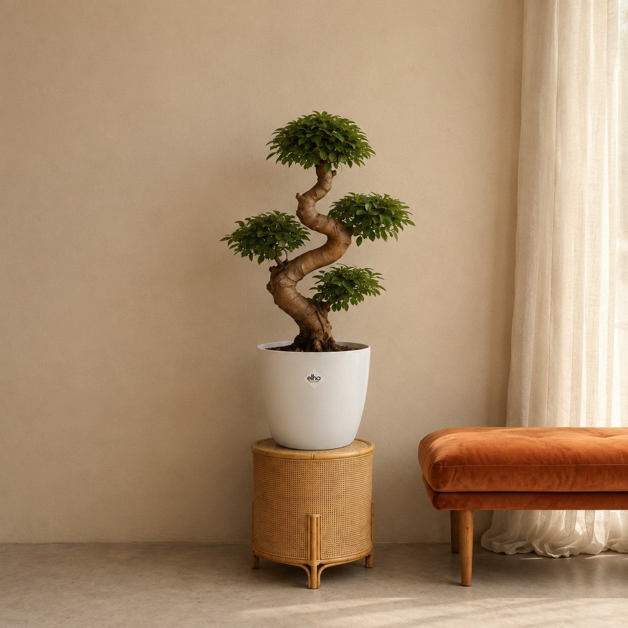Ficus Microcarpa Ginseng – 80 cm