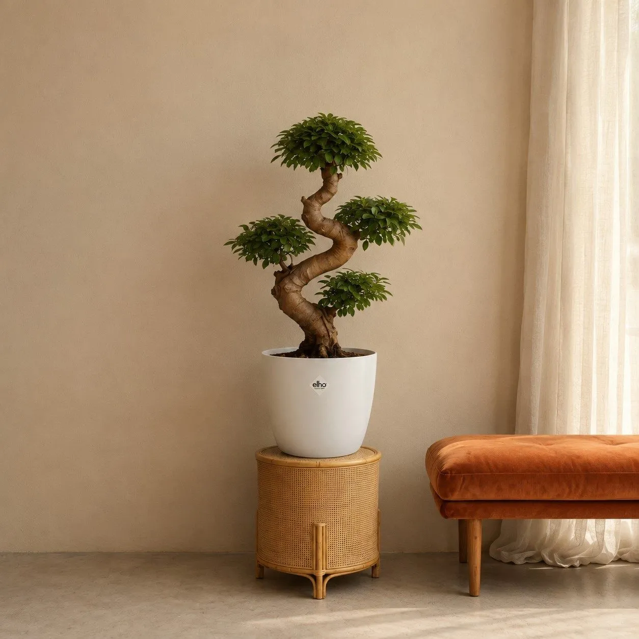 Ficus Microcarpa Ginseng – 80 cm