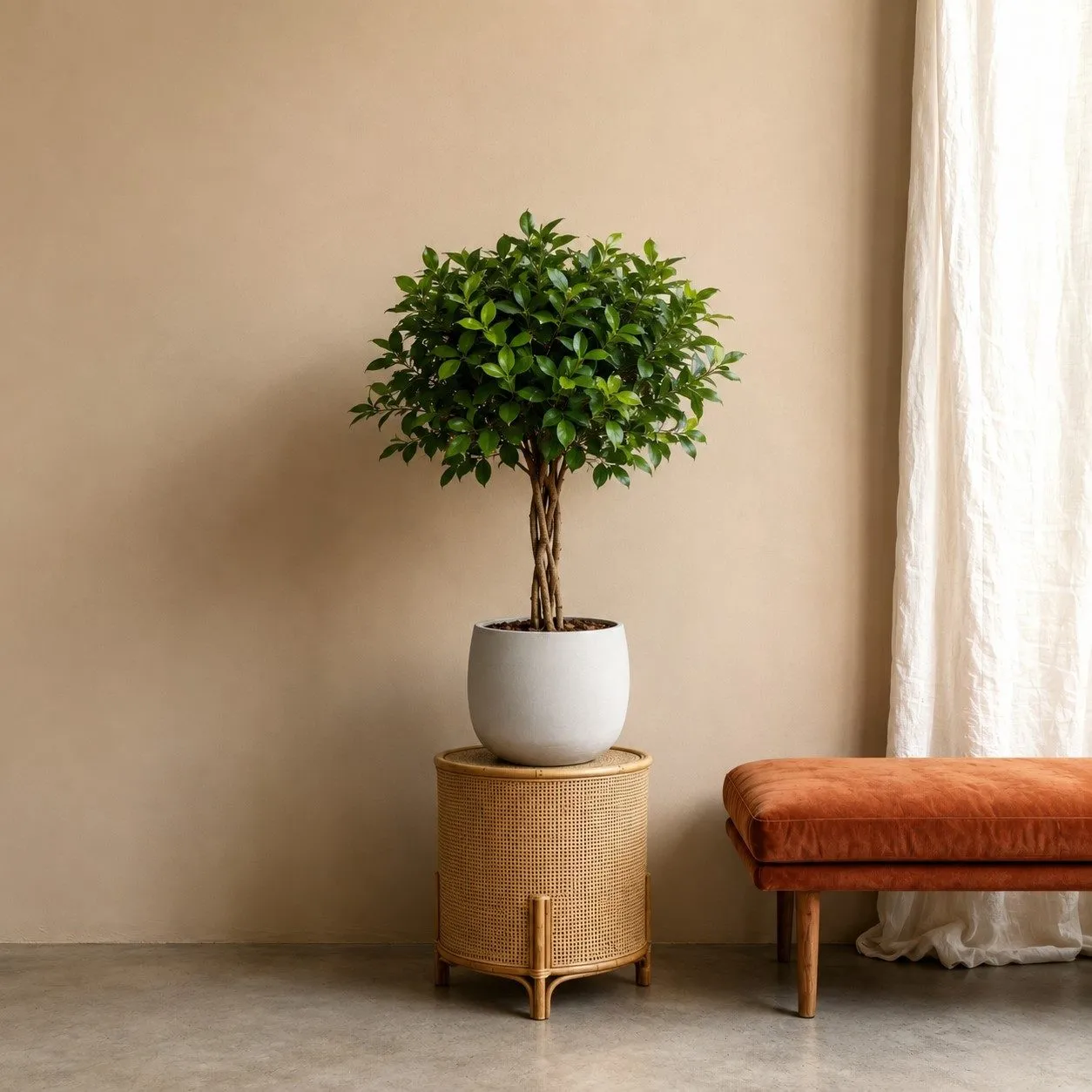 Ficus Nitida gevlochten stam – 100 cm Ficus Nitida gevlochten stam – 100 cm