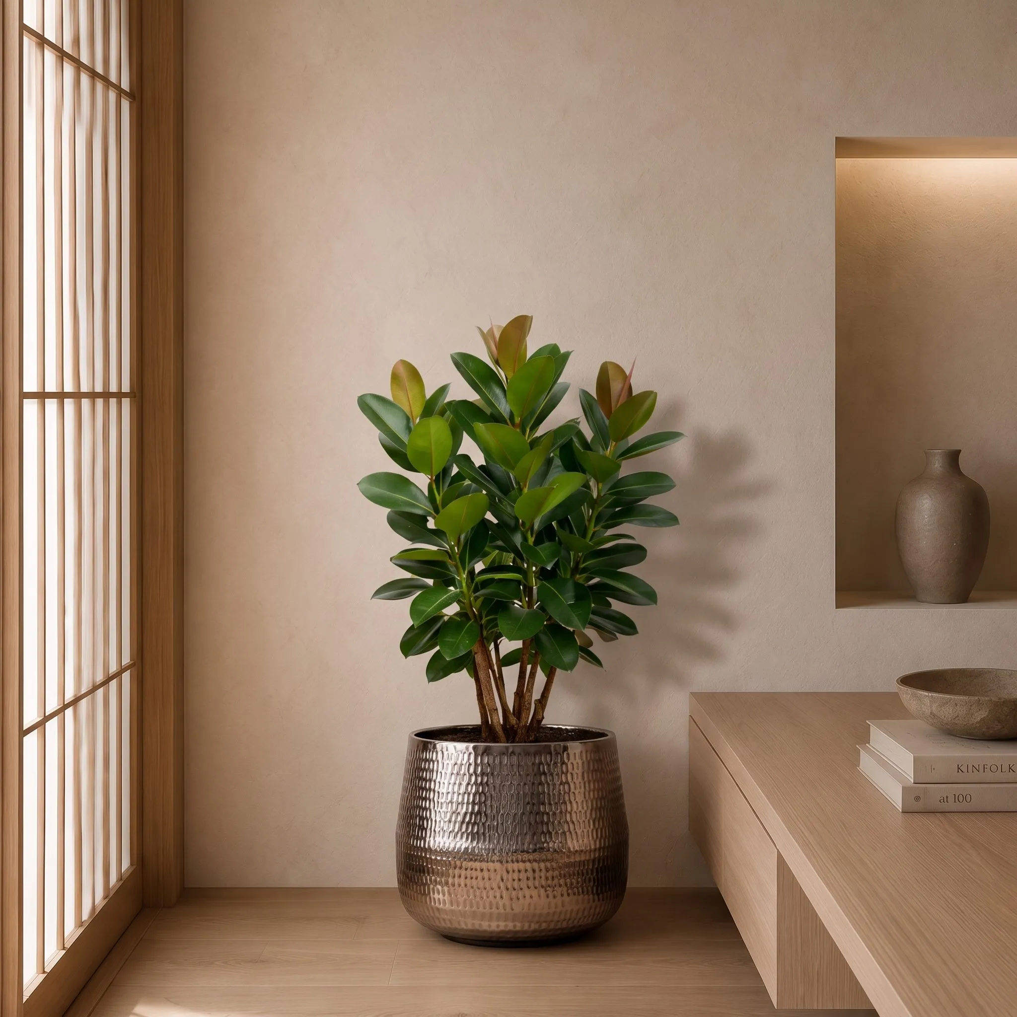 Ficus Robusta vertakt - 150 cm