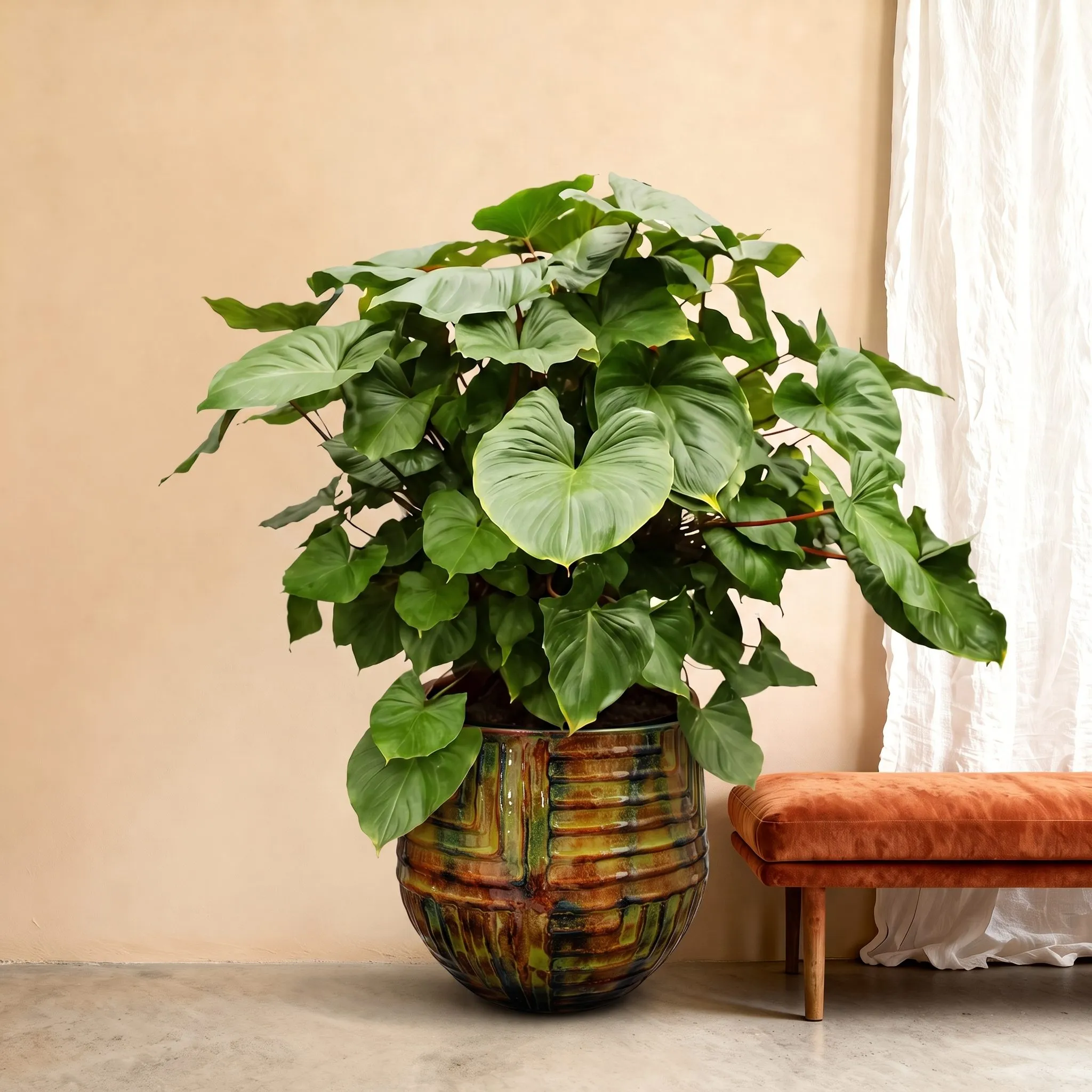 Homalomena Rubescens Maggy - 170 cm