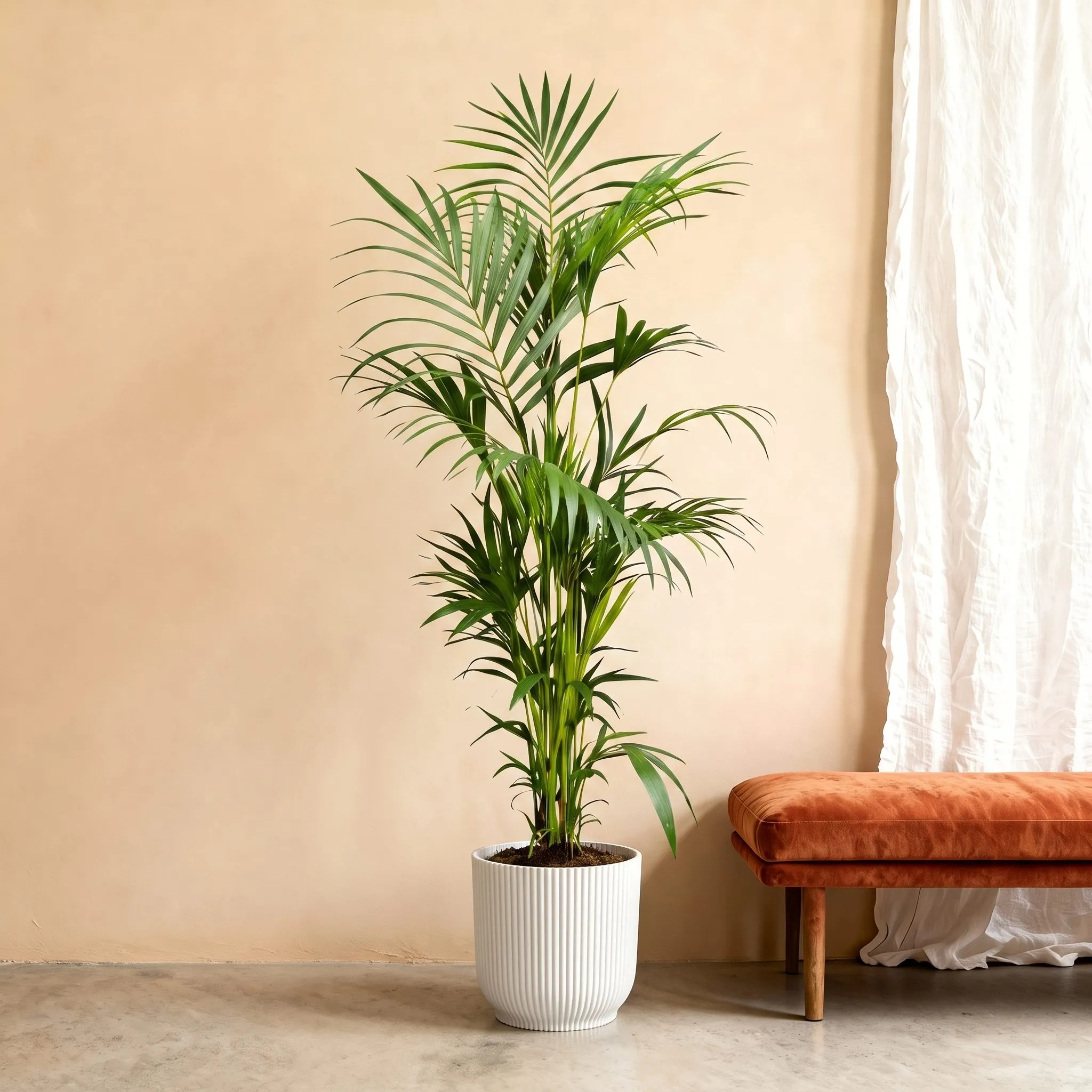 Kentia Palm (Howea Forsteriana) – 200 cm