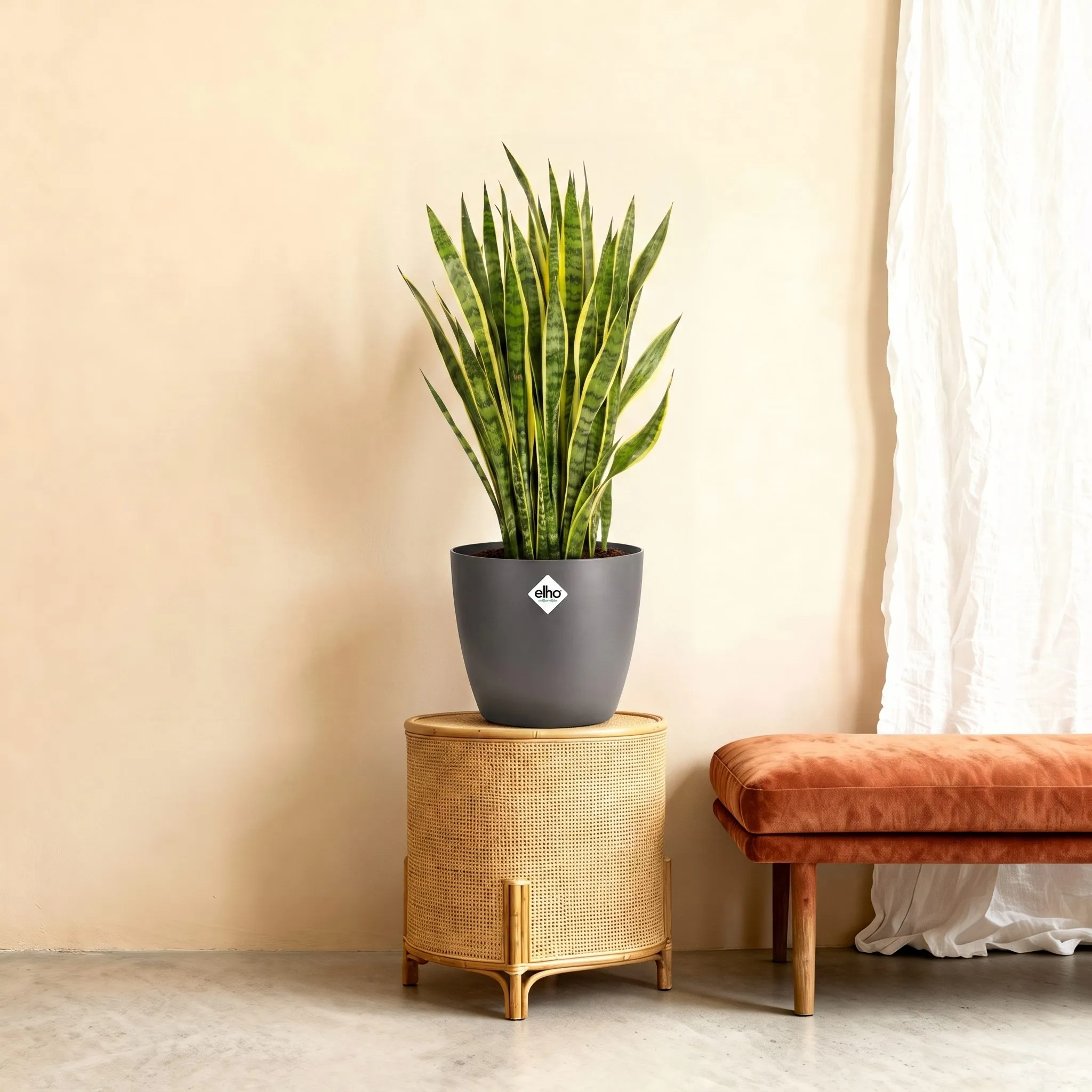 Sansevieria Laurentii - 100 cm