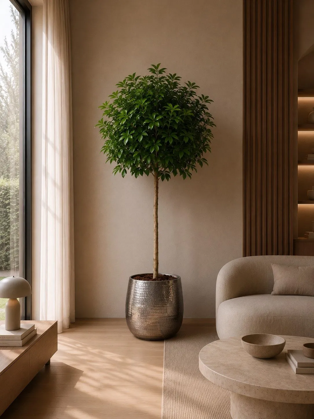 Schefflera Arboricola Compacta boom - 190 cm