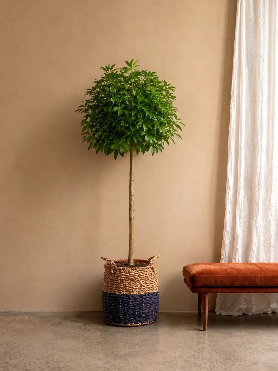 Schefflera Arboricola Compacta boom – 180 cm