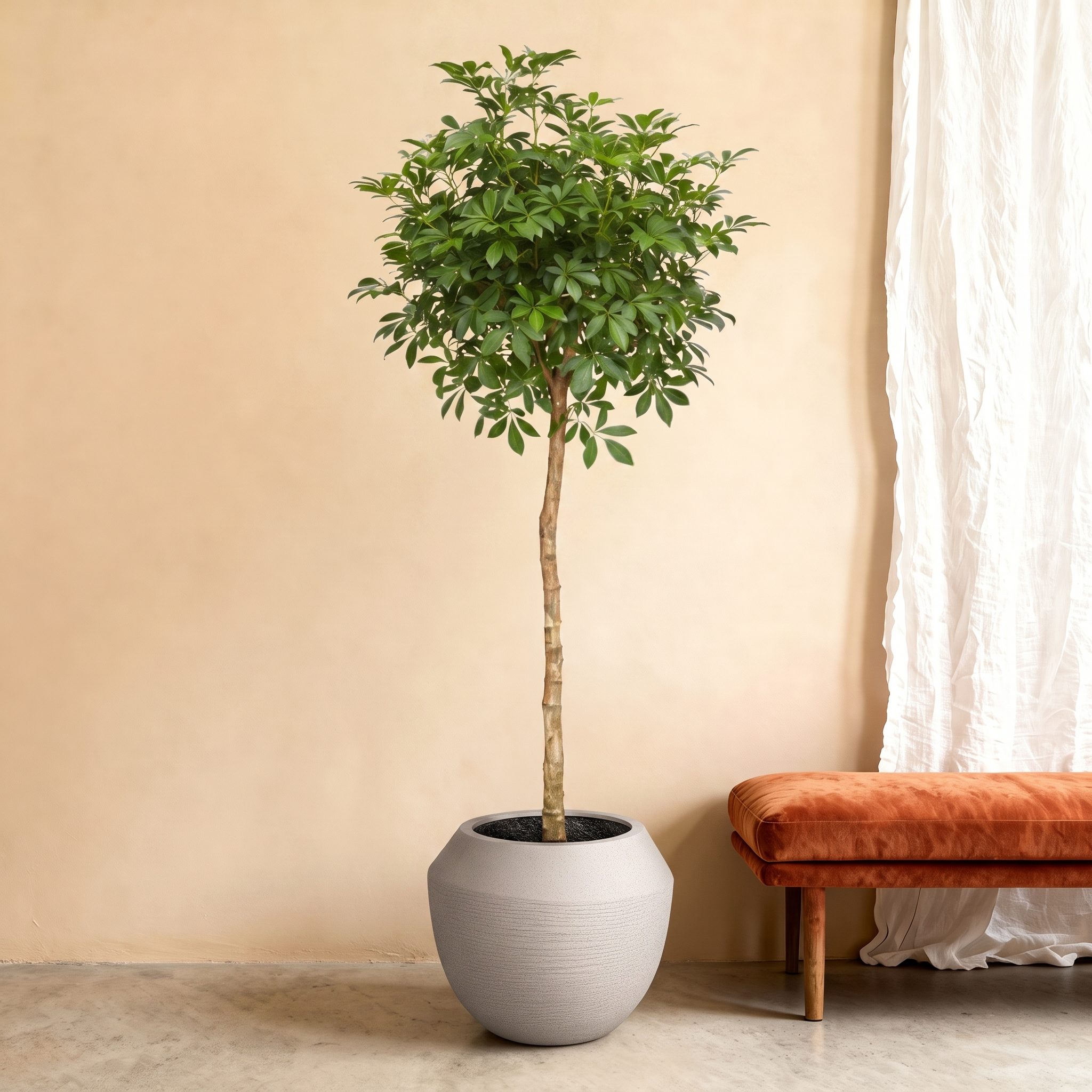 Schefflera (Vingerplant) op stam – 200 cm