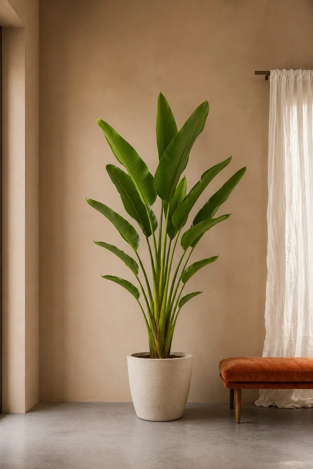 Strelitzia Augusta - 225 cm