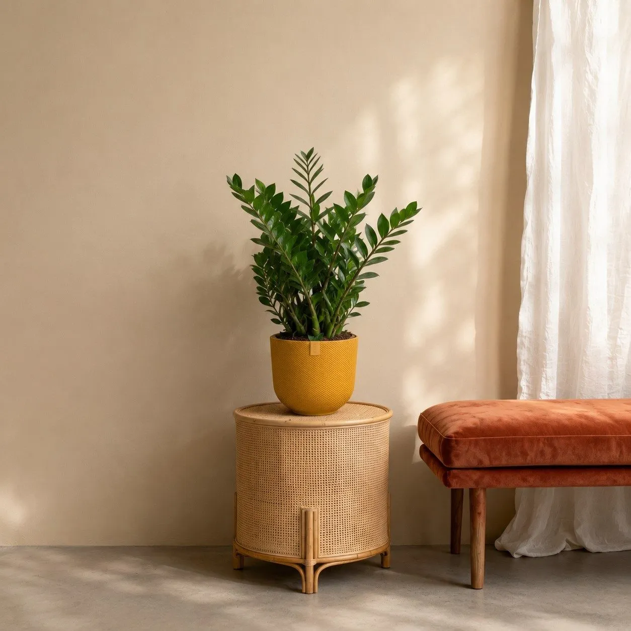 Zamioculcas – 90 cm